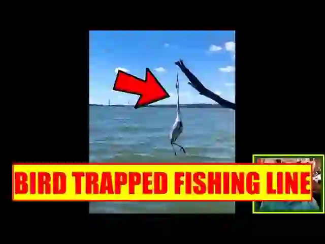 Unharmed Bird Released After Outside Cut of Fishing Line